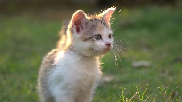 Cute Persian Kitten Looking On Green Grass