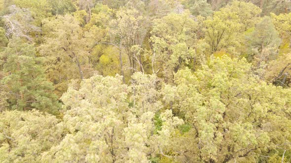 Forest with Trees in the Fall During the Day