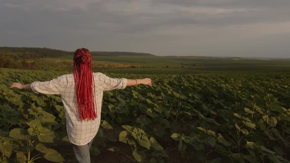 Back Side of a Girl That Walks in the Sunflower Field