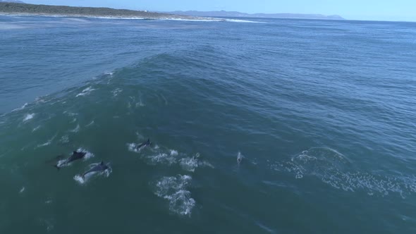 Drone shot of few dolphins playing in a wave