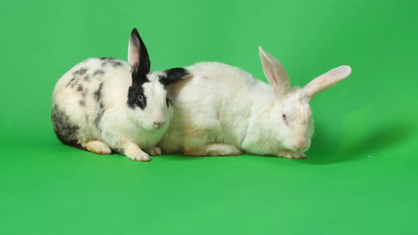 Two Rabbits On Green Screen Background