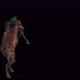 65 Horse Dancing 4K - VideoHive Item for Sale