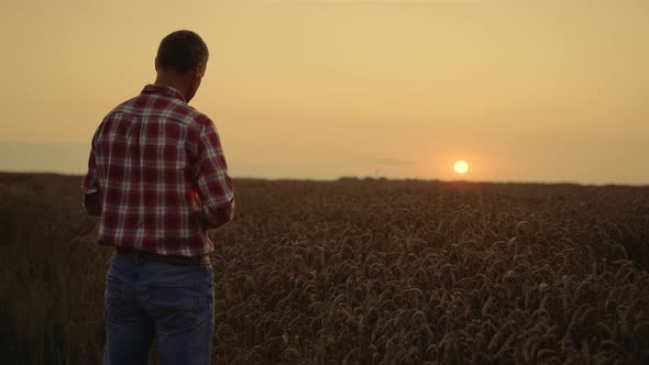 Business Owner Agronomist Examining Crop in Sunrise Morning Wheat Field