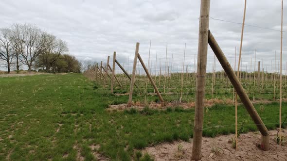 Wide Shot of Apple Plantation of a Large Fruit Farm