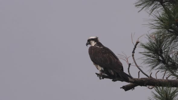 An osprey sits on a branch as grey storm clouds come in.