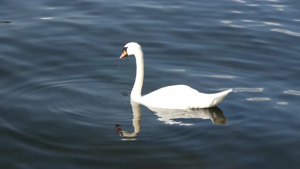 Swan looking for food in Stockholm Sweden