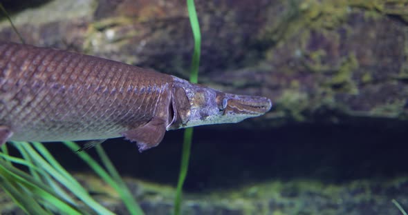 Fish Longnose Gar Lepisosteus Osseus Also Known As Longnose Garpike