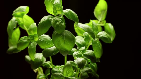 Fresh Basil Plant Isolated On Black Background