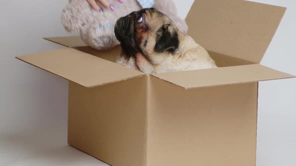 Cute Pug in Carton Box