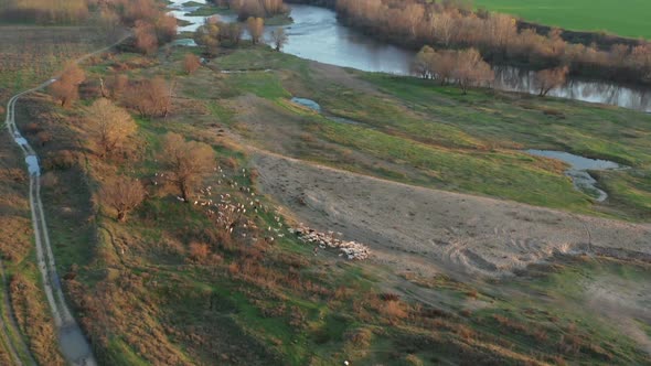 Herd Of Goats Around Maritsa River In Bulgaria