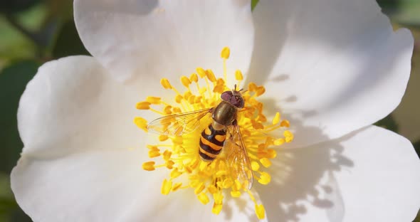 Hoverflies Flower Flies or Syrphid Flies Insect Family Syrphidae