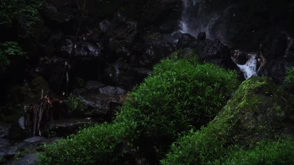 Close up shot of waterfall in background and deep green moss and plants in jungle