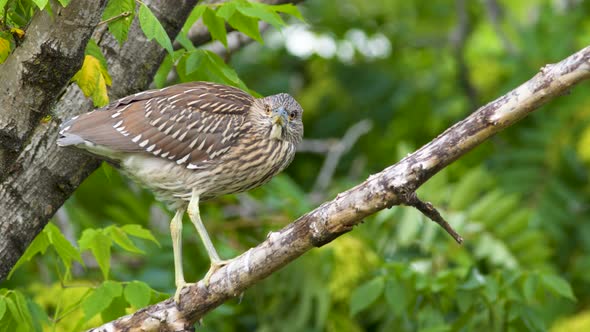 A juvenile Black-crowned night heron looking around defending his territory