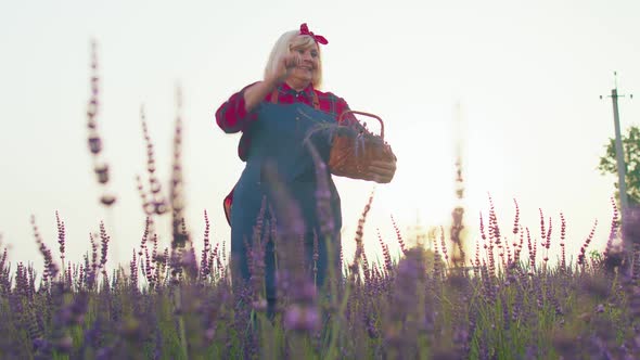 Senior Old Grandmother Farmer Gathering Lavender Flowers on Field Dancing Celebrating Success Win