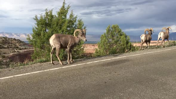 Roadside Herd of Bighorn Sheep