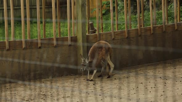 Cleveland Zoo with Adorable Baby Kangaroos Roaming Around the Enclosure USA