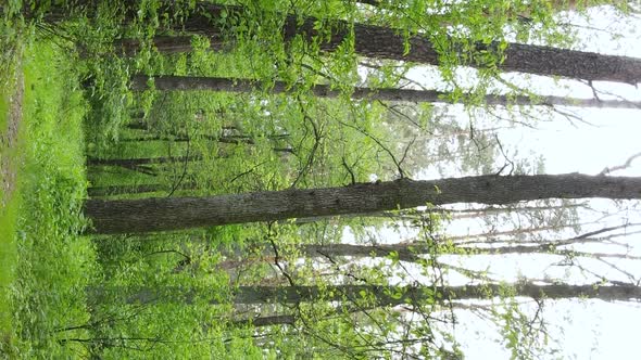 Vertical Video of a Beautiful Green Pine Forest on a Summer Day Slow Motion