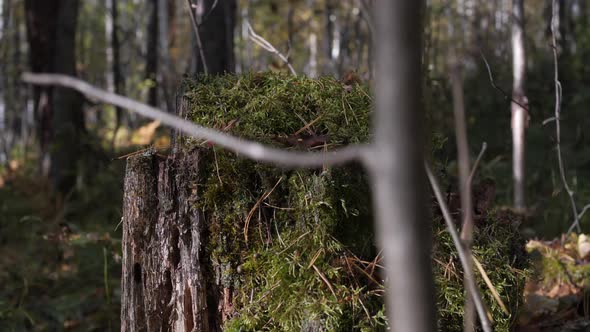 Rotten Moss Stump in the Forest