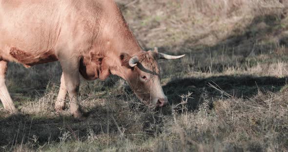 Betizu Cattle Graze On The Open Meadows During Summer In The Mountains At Portalegre, North Alentejo