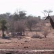 Giraffe in Kruger National park, South Africa - VideoHive Item for Sale