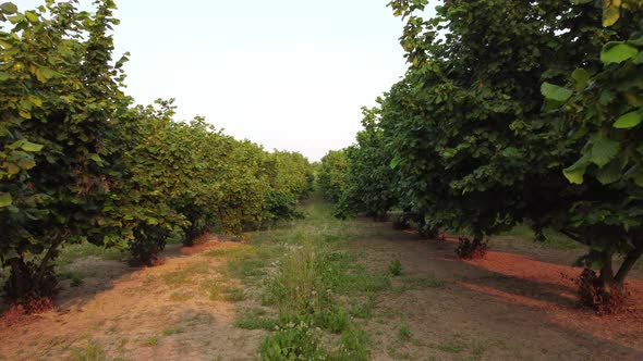 Hazelnut trees agriculture organic cultivation field in Langhe, Piedmont