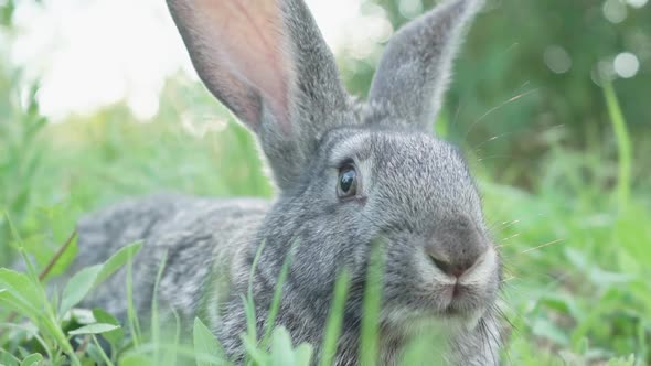 A Small Fluffy Cute Gray Rabbit on a Green Meadow in Sunny Weather