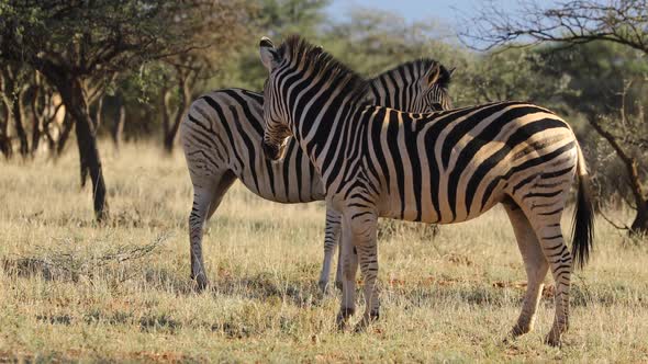 Plains Zebras In Natural Habitat