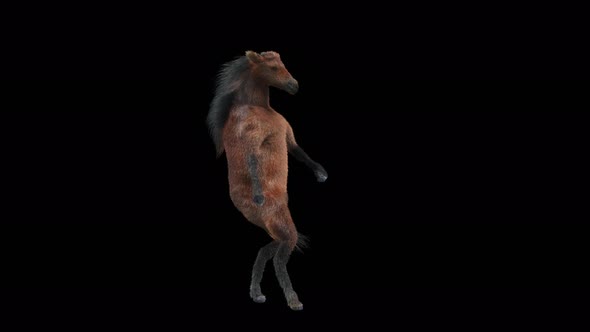 28 Horse Dancing 4K