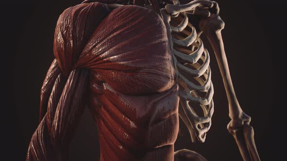 Muscular and Skeletal System of Human Body alt