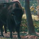 Bison Portrait In Yard - VideoHive Item for Sale