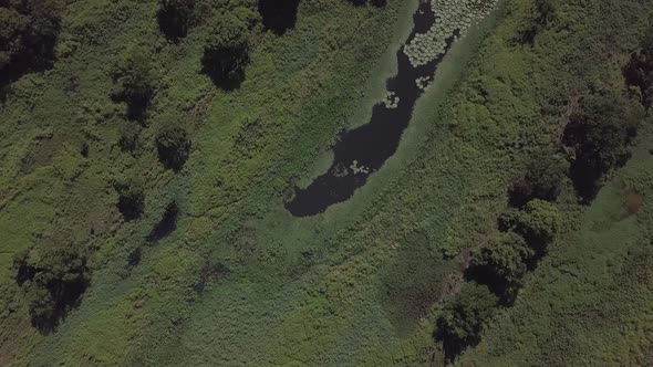 Aerial view of an ecosystem with giant water lilies in South American tropics