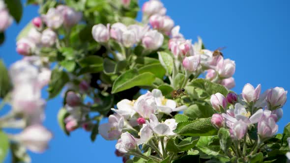 Bee Collect Honey in Spring