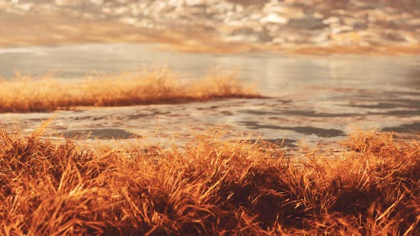 Yellow Dry Grass on the Mountain in Autumn