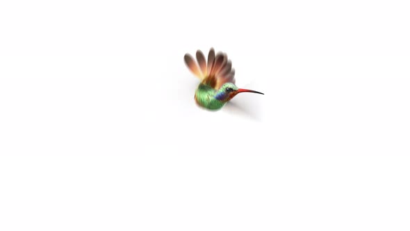 Humming bird, beautiful 3d animation 