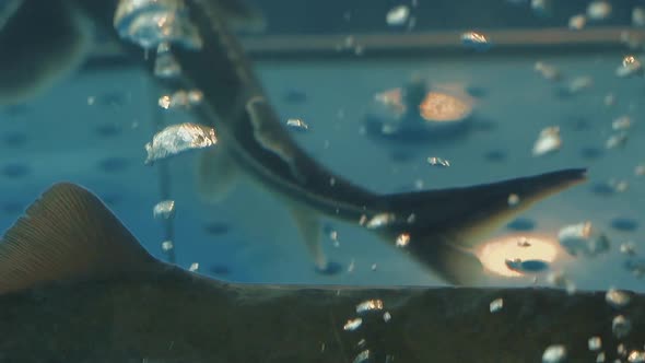 Sturgeon Floats in the Aquarium Air Bubbles Rise Up 2