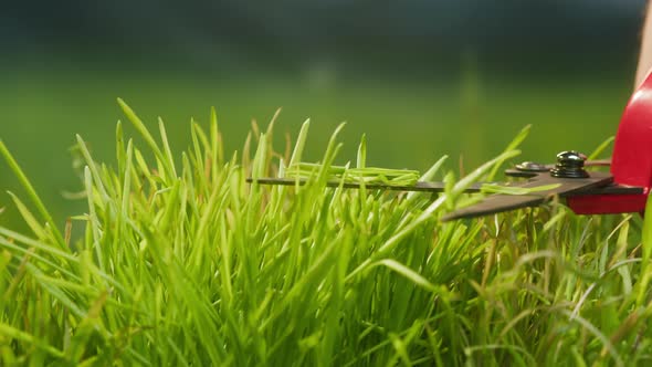 Lawn Mowing with Garden Scissors Closeup Grass Care Farmer Cutting Green Leaves with Pruning Shear