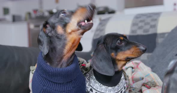 Two Hungry Dachshund Dogs in Warm Sweaters and Wrapped in Woolen Blanket are Sitting in Armchair