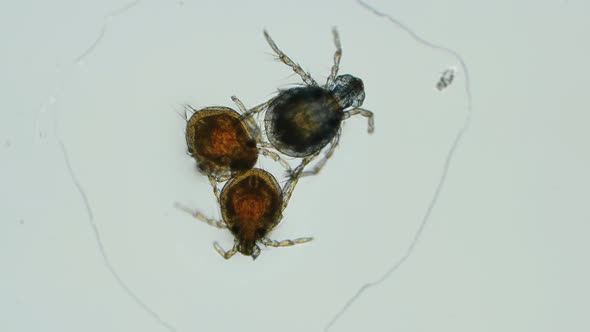 Three Water Mites Hydrachidia Under a Microscope