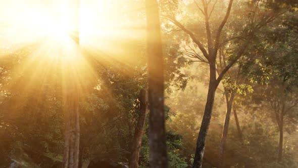 Rays of Bursting Sunlight in a Misty Forest