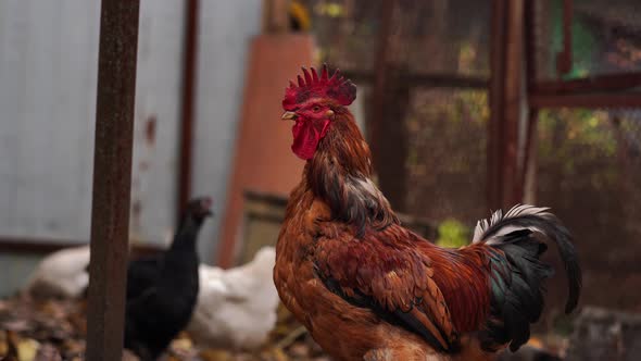 Ordinary Red Walking in Paddock. Brown Rooster Walking in an Aviary on an Autumn Day on a Farm