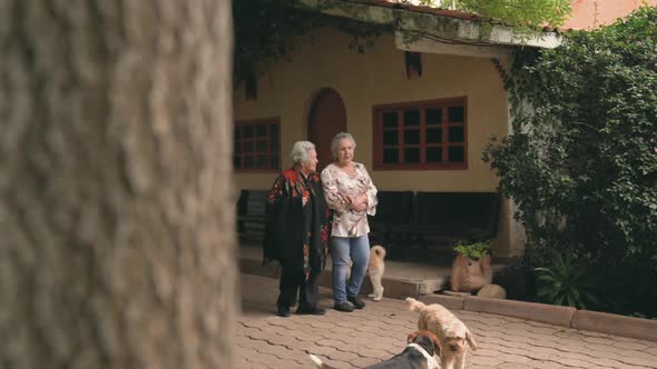 Senior sisters walking with dogs in park