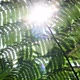Fern Leaves Tropical Forest Low Angle Sunlight - VideoHive Item for Sale