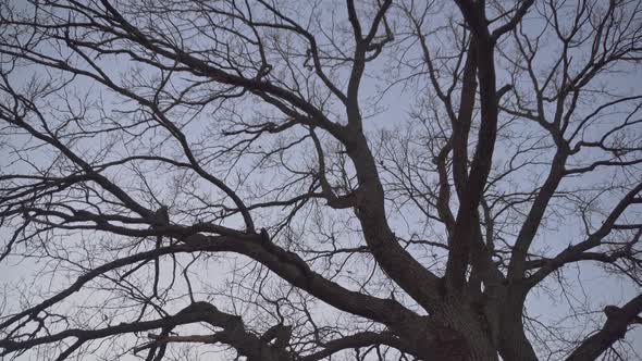 A Large Old Tree Without Leaves