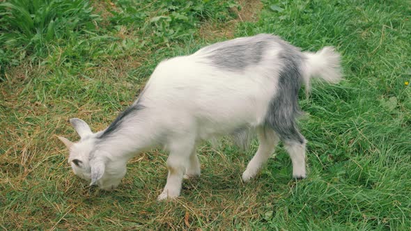 White Goatling Eating Green Grass