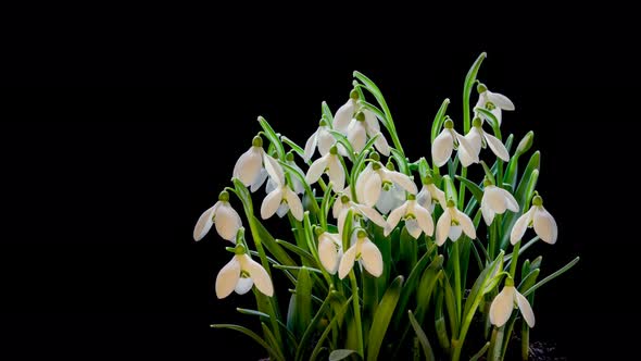 Bunch of Snowdrops Flowers Isolated on Black Background Bloom in Fresh Spring Time