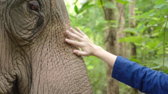 Woman's Hand Touching Elephant 