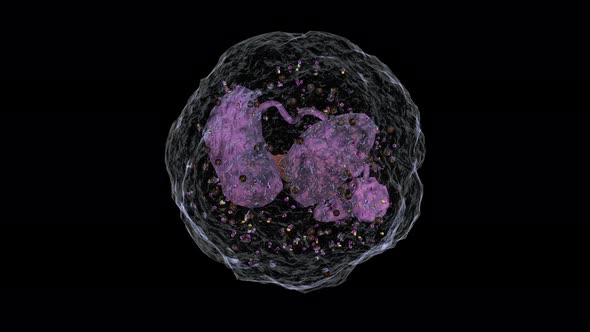 Neutrophil   Rotation Loop