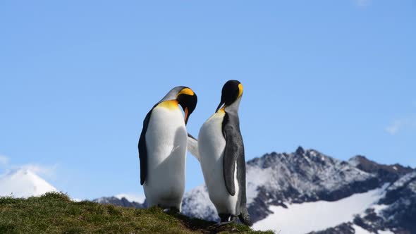 King Penguins on the Beach in South Georgia