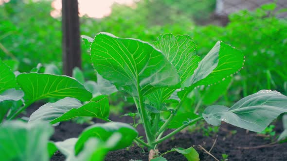 A Green Beautiful Bush of a Growing Young White Cabbage on a Home Garden Plantation