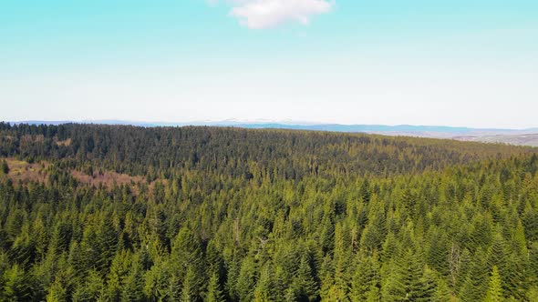 Flight Over the Forest of Green Bright Christmas Trees